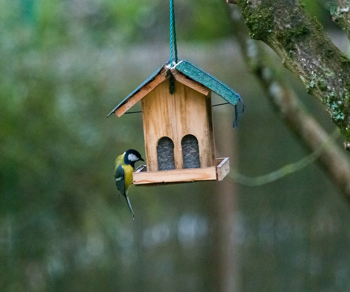 Lekker-Groen-Vogeltje-bij-voederkastje