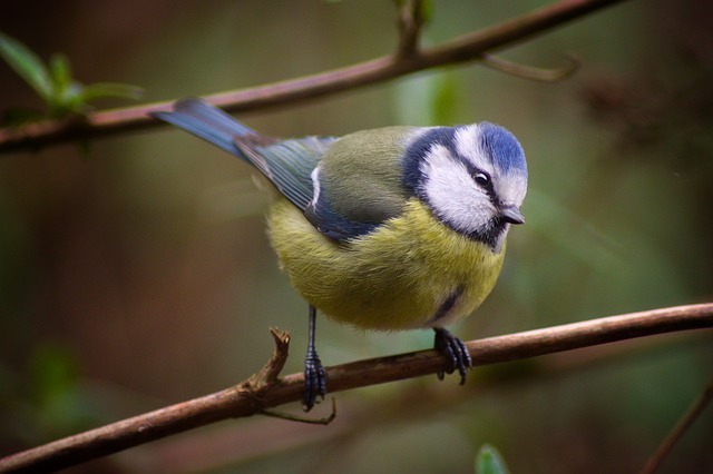 Vogel-, vlinder-, bij-vriendelijke tuin