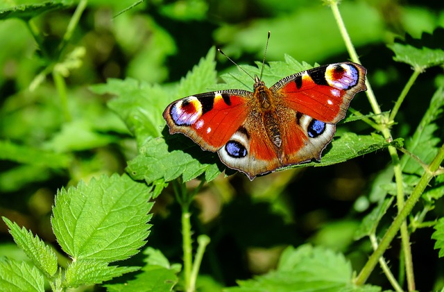 Onderhoudsvrije tuin