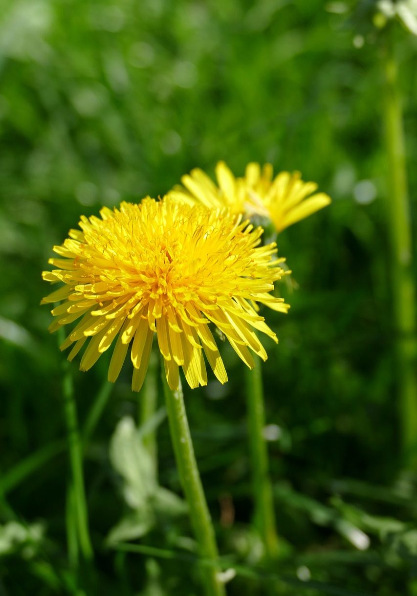 Lekker_groen_paardenbloem